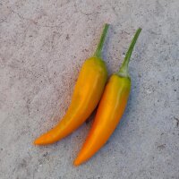 Chili Bulgarian Carrot (Capsicum annuum) zaden