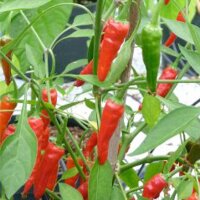 Chili Mazaroni (Capsicum annuum) zaden