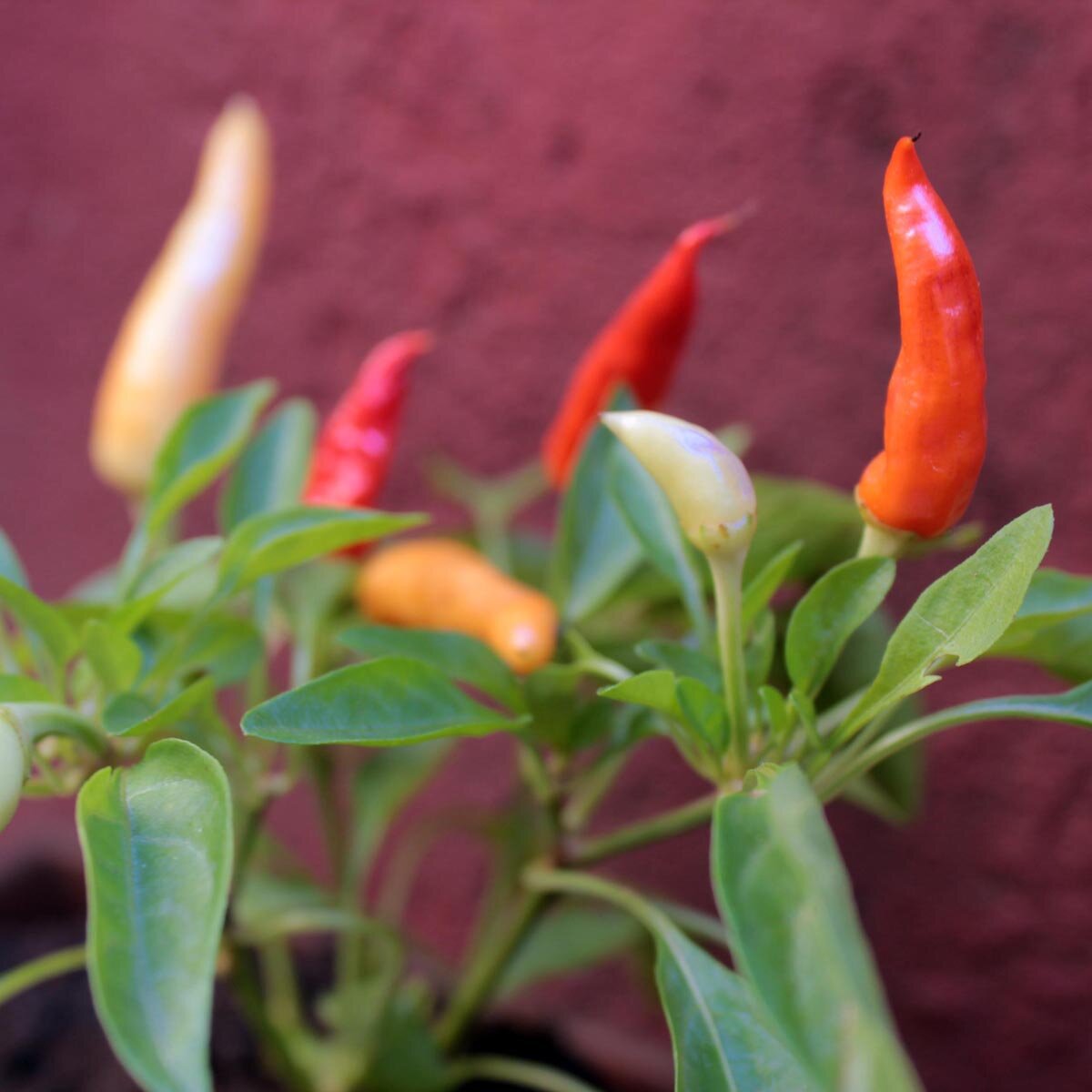 Chili 'Aji Omnicolor' (Capsicum baccatum) - ca. 10 zaden