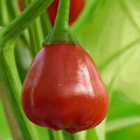 Peren-chili Speedball (Capsicum baccatum) zaden