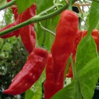 Salsa-chili Aji Verde (Capsicum baccatum) zaden