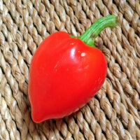 Chili Inca Red Drop (Capsicum baccatum) zaden