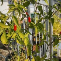 Wilde chili Chacoense (Capsicum chacoense) zaden