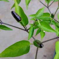 Wilde chili Chacoense (Capsicum chacoense) zaden