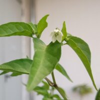 Wilde chili Chacoense (Capsicum chacoense) zaden