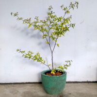 Wilde chili Chacoense (Capsicum chacoense) zaden