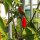 Wilde chili Chacoense (Capsicum chacoense) zaden