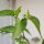 Wilde chili Chacoense (Capsicum chacoense) zaden