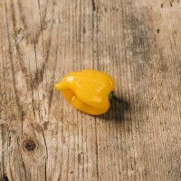 Gele chili Yellow Habanero (Capsicum chinense) zaden