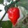 Extreem scherpe Habanero Chili Red Savina (Capsicum chinense) zaden