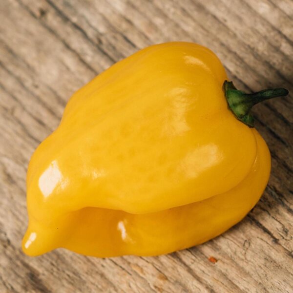 Chili Habanero Hot Lemon (Capsicum chinense) zaden