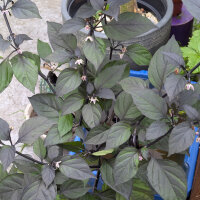 Paarse chili Pimenta Da Neyde (Capsicum chinense x annuum) zaden