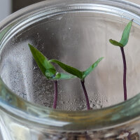 Paarse chili Pimenta Da Neyde (Capsicum chinense x annuum) zaden