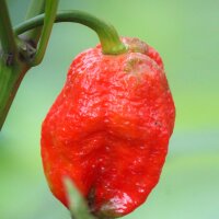 Chili Trinidad Moruga Scorpion Red (Capsicum chinense) zaden