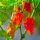 Extreem scherpe chili Naga Morich (Capsicum chinense) zaden