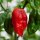 Extreem scherpe chili 7 Pot (Capsicum chinense) zaden