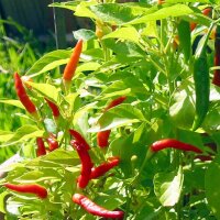 Chilistruik Malagueta (Capsicum frutescens) zaden