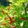 Chilistruik Malagueta (Capsicum frutescens) zaden