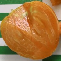 Turkmeense vleestomaat Serdtse Ashkhabada (Solanum lycopersicum) zaden