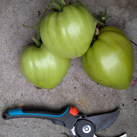 Turkmeense vleestomaat Serdtse Ashkhabada (Solanum lycopersicum) zaden