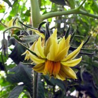 Vleestomaat Persimmon (Solanum lycopersicum) zaden