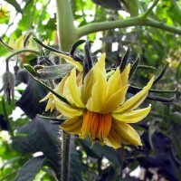 Vleestomaat Persimmon (Solanum lycopersicum) zaden