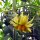 Vleestomaat Persimmon (Solanum lycopersicum) zaden