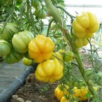 Vleestomaat Yellow Ruffled (Solanum lycopersicum) zaden