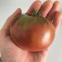 Stevige vleestomaat Carbon (Solanum lycopersicum) zaden
