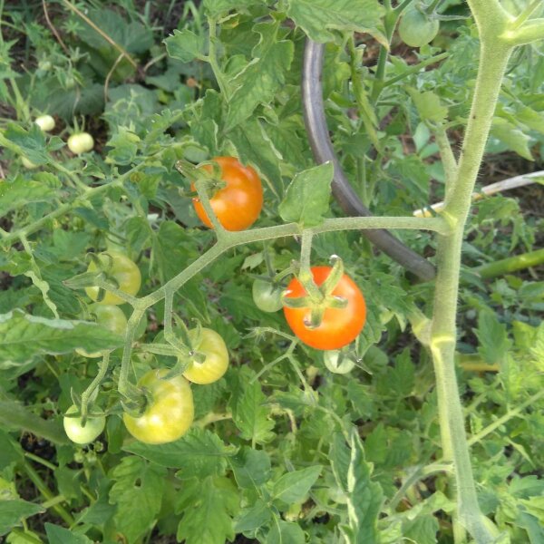 Struiktomaat Ida Gold (Solanum lycopersicum) zaden