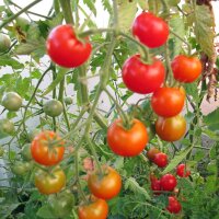 Trostomaat Outdoor Girl (Solanum lycopersicum) zaden