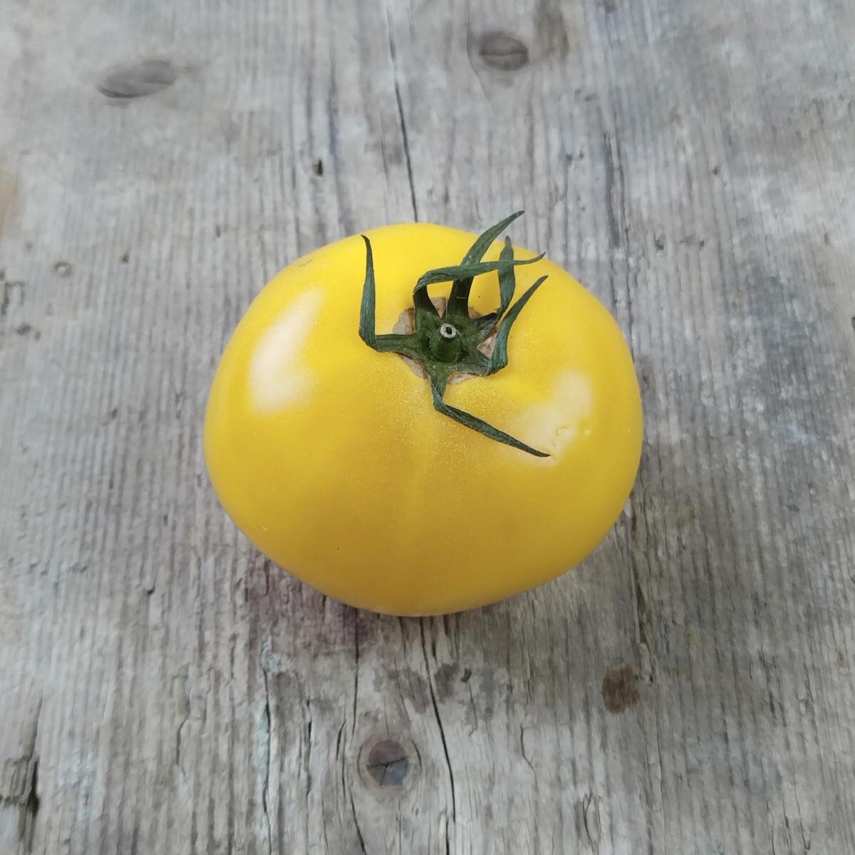 Tomaat Rose de Berne (zaad) - Solanum lycopersicum - zaad/poot/bol