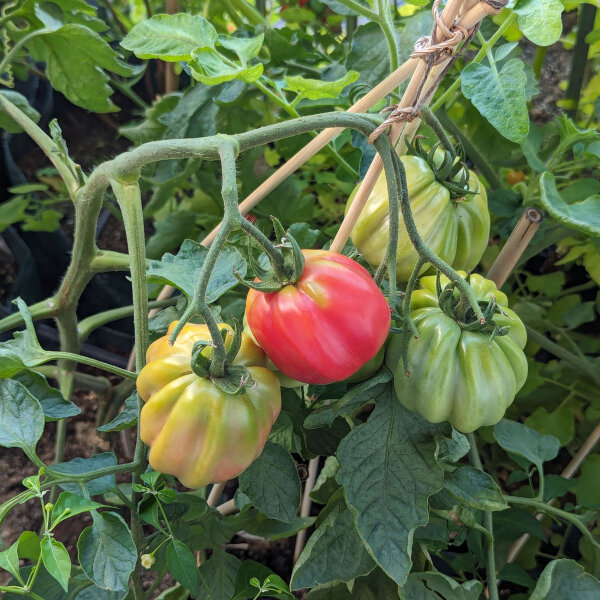 Gestreepte vleestomaat Striped Stuffer (Solanum lycopersicum) zaden