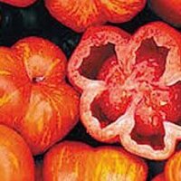 Gestreepte vleestomaat Striped Stuffer (Solanum...
