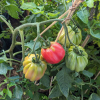 Gestreepte vleestomaat Striped Stuffer (Solanum...