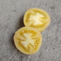 Perzik-tomaat Wapsipinicon Peach (Solanum lycopersicum) zaden