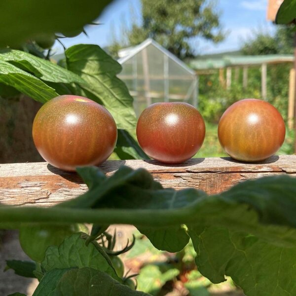 Cocktailtomaat Black Sweet Cherry (Solanum lycopersicum) zaden