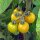 Cocktailtomaat Cytrynek Groniasty (Solanum lycopersicum) zaden