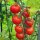 Kerstomaat Gardeners Delight (Solanum lycopersicum) zaden