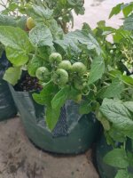 Griekse balkon tomaat (Solanum lycopersicum) zaden