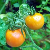 Gele cocktailtomaat Mirabelle (Solanum lycopersicum) zaden