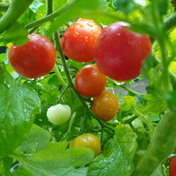 Poolse kerstomaat Pokusa (Solanum lycopersicum) zaden