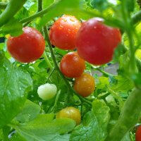 Poolse kerstomaat Pokusa (Solanum lycopersicum) zaden