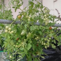 Poolse kerstomaat Pokusa (Solanum lycopersicum) zaden
