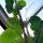 Hawaiiaanse baby-woodrose (Argyreia nervosa) zaden