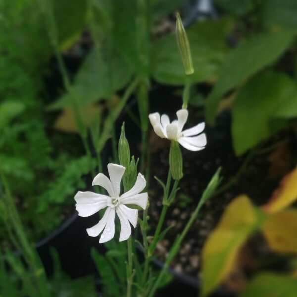 Afrikaanse droomwortel / Xhosa Dream Herb (Silene capensis) zaden