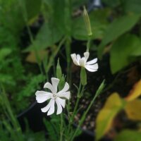 Afrikaanse droomwortel / Xhosa Dream Herb (Silene capensis) zaden