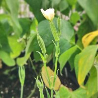 Afrikaanse droomwortel / Xhosa Dream Herb (Silene...