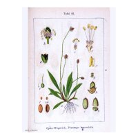 Smalle weegbree (Plantago lanceolata) zaden