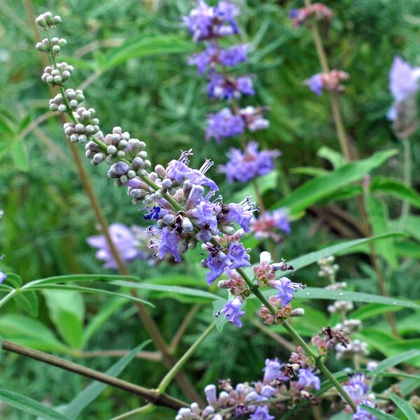 Monnikspeper (Vitex agnus-castus) zaden